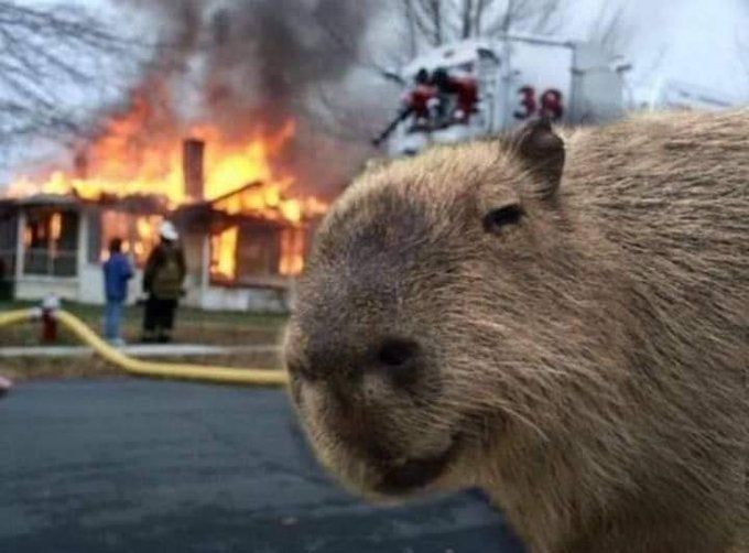 Capybara meme tồn tại để an ủi loài người