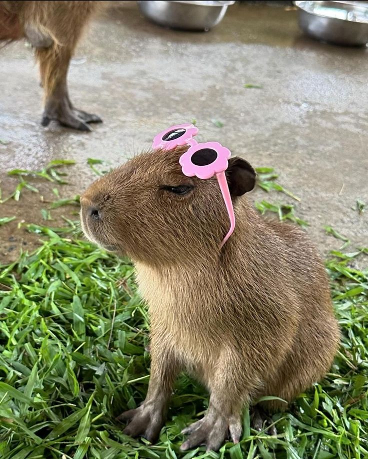 Capybara nghe tim đập, như để nhắc mình vẫn còn sống