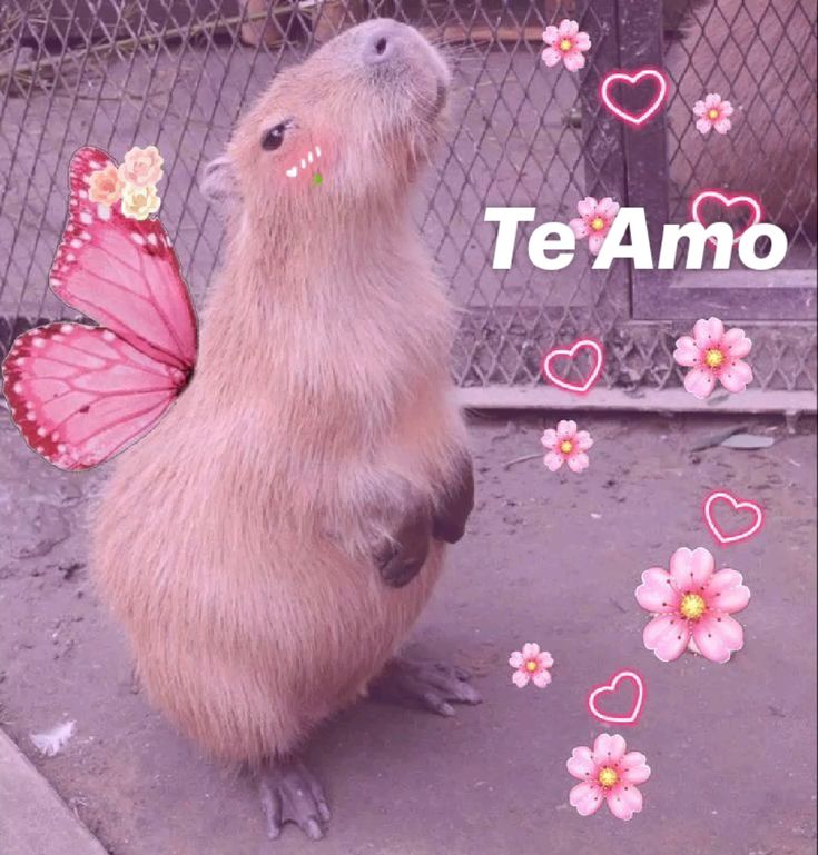 Capybara ngồi đó, không hề phiền lòng