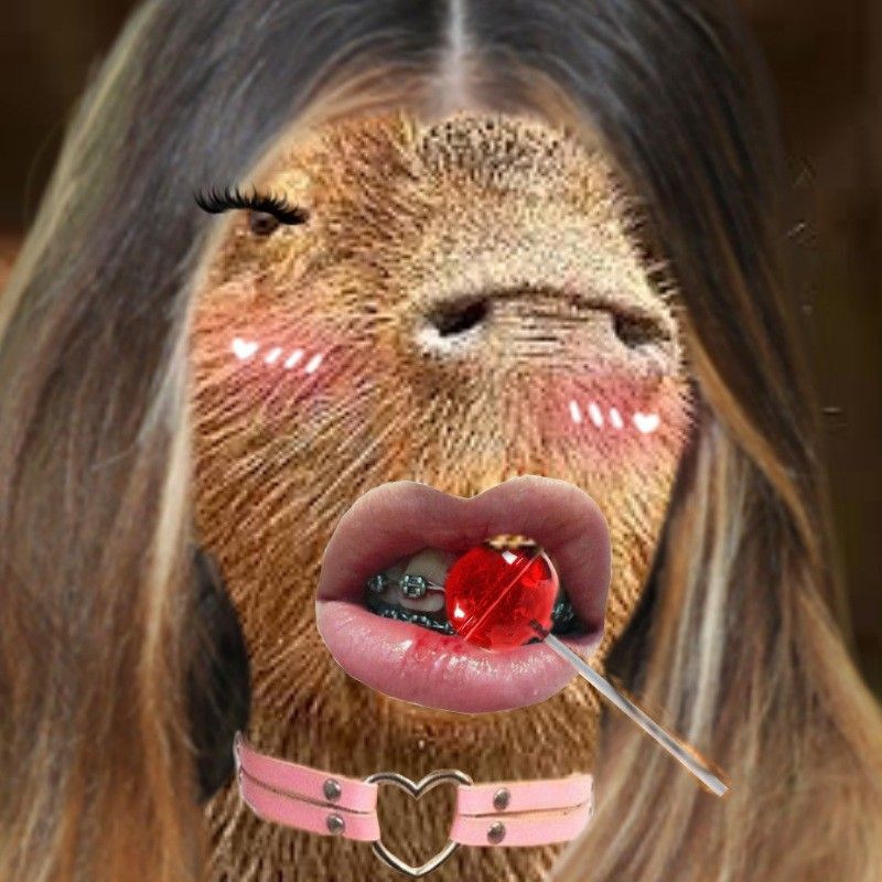 Capybara ngủ để quên, nhưng sáng dậy vẫn nhớ