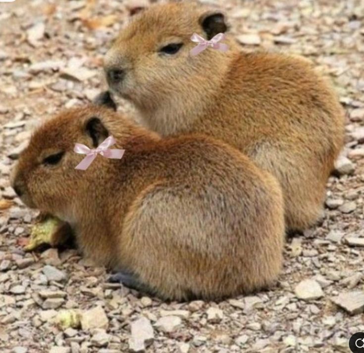 Capybara sống giữa thế giới mà không ai nhìn thấy