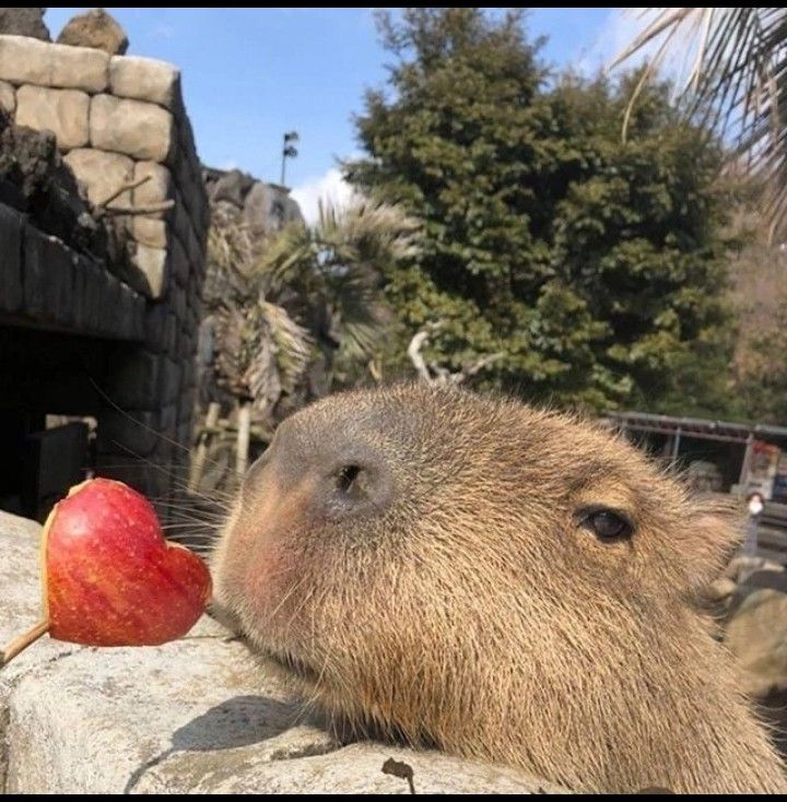 Capybara từng tin vào điều đẹp, giờ chỉ tin vào im lặng