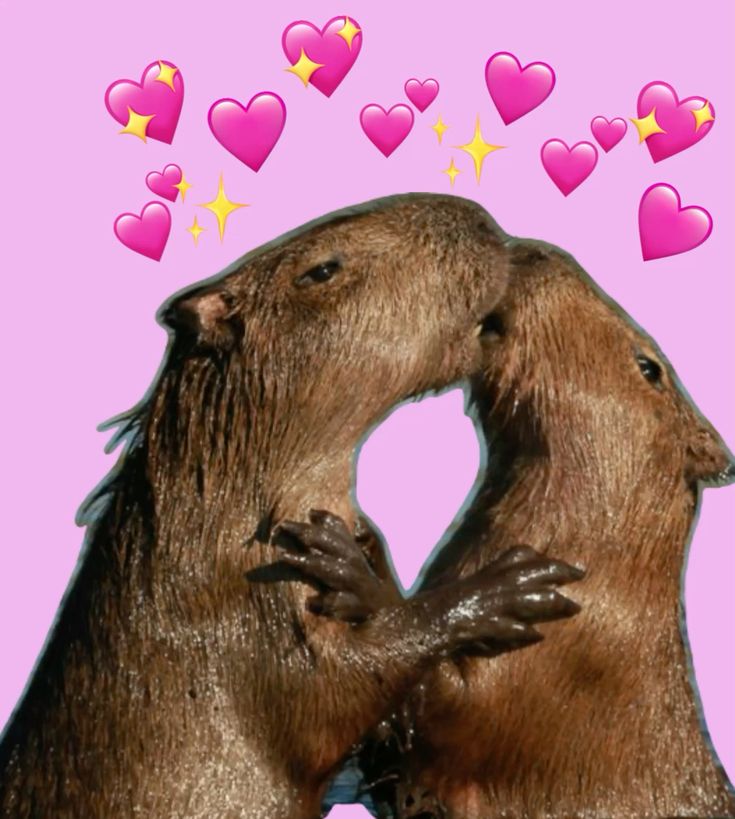Chill đúng chuẩn capybara: không lo, không nghĩ