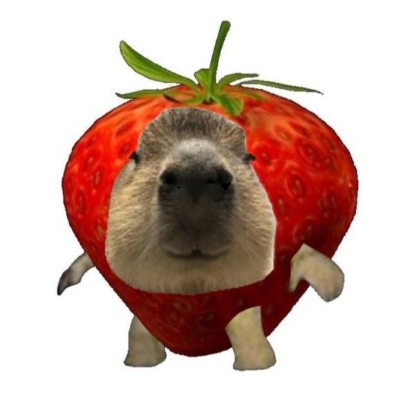 Chill như capybara, deadline không làm khó