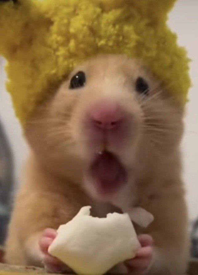 Chuột hamster cute đã trở thành nhân vật chế ảnh được nhiều người yêu mến