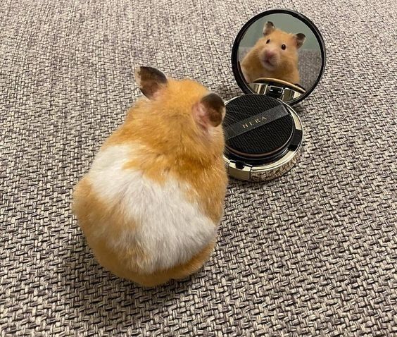 Chuột hamster cute giúp ngày dài trở nên thú vị và vui nhộn hơn