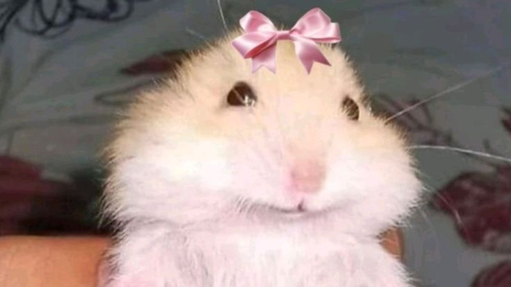 Chuột hamster cute góp phần làm phong phú thêm thế giới ảnh chế