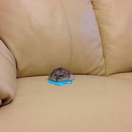 Chuột hamster đáng yêu giúp những đoạn chat trở nên thú vị hơn