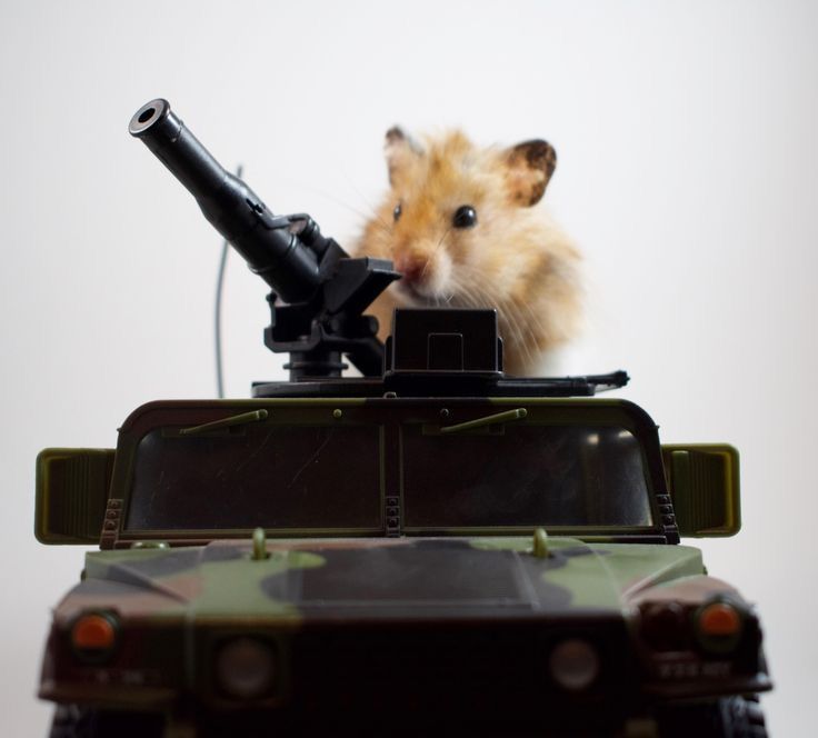 Chuột hamster dễ thương khiến cư dân mạng liên tục chia sẻ ảnh chế