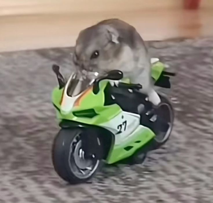 Chuột hamster dễ thương làm ngày dài trở nên nhẹ nhàng hơn nhiều