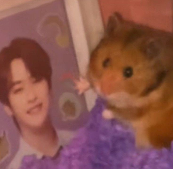 Chuột hamster dễ thương xuất hiện dày đặc trong các group chế ảnh