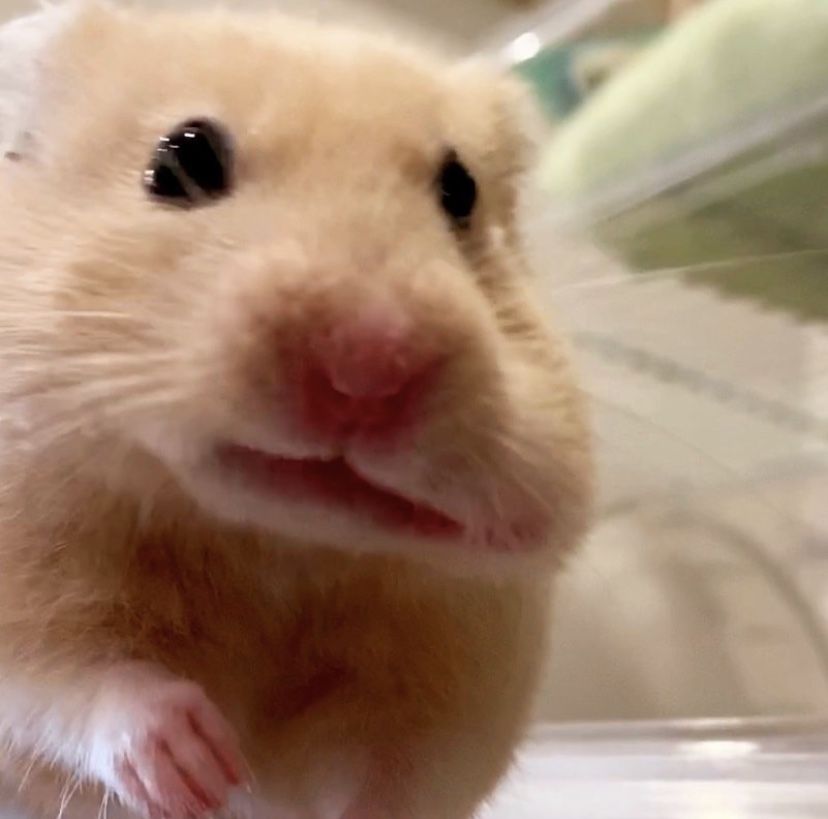 Chuột hamster hài hước luôn tạo được sự chú ý từ cộng đồng mạng