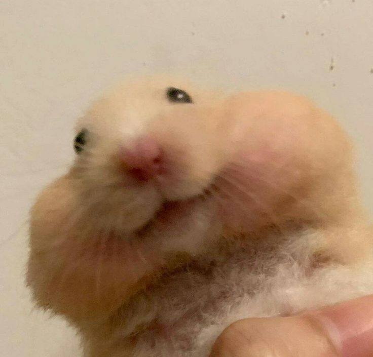 Chuột hamster meme dễ thương được biến tấu thành vô số tình huống vui
