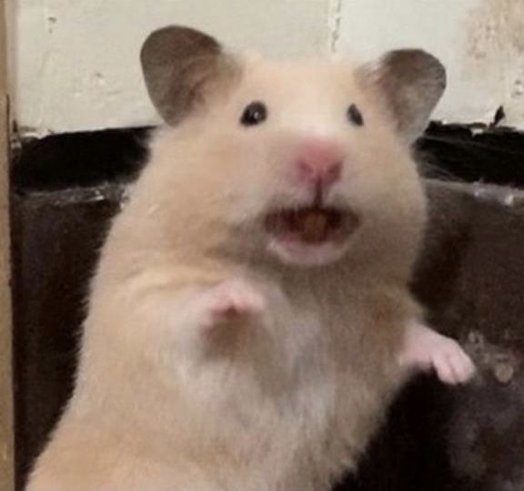 Chuột hamster meme