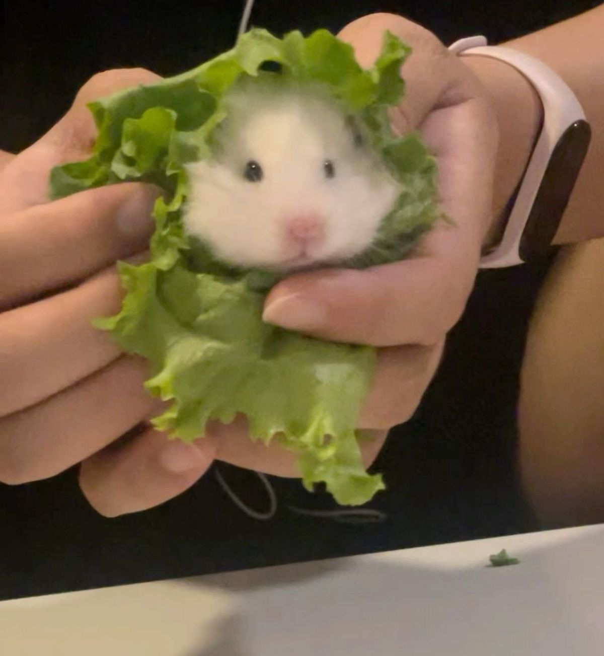 Chuột hamster nhỏ bé đã tạo ra nhiều tiếng cười thú vị cho fan