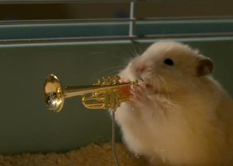 Chuột nhỏ cute được yêu thích bởi sự hài hước nhẹ nhàng dí dỏm