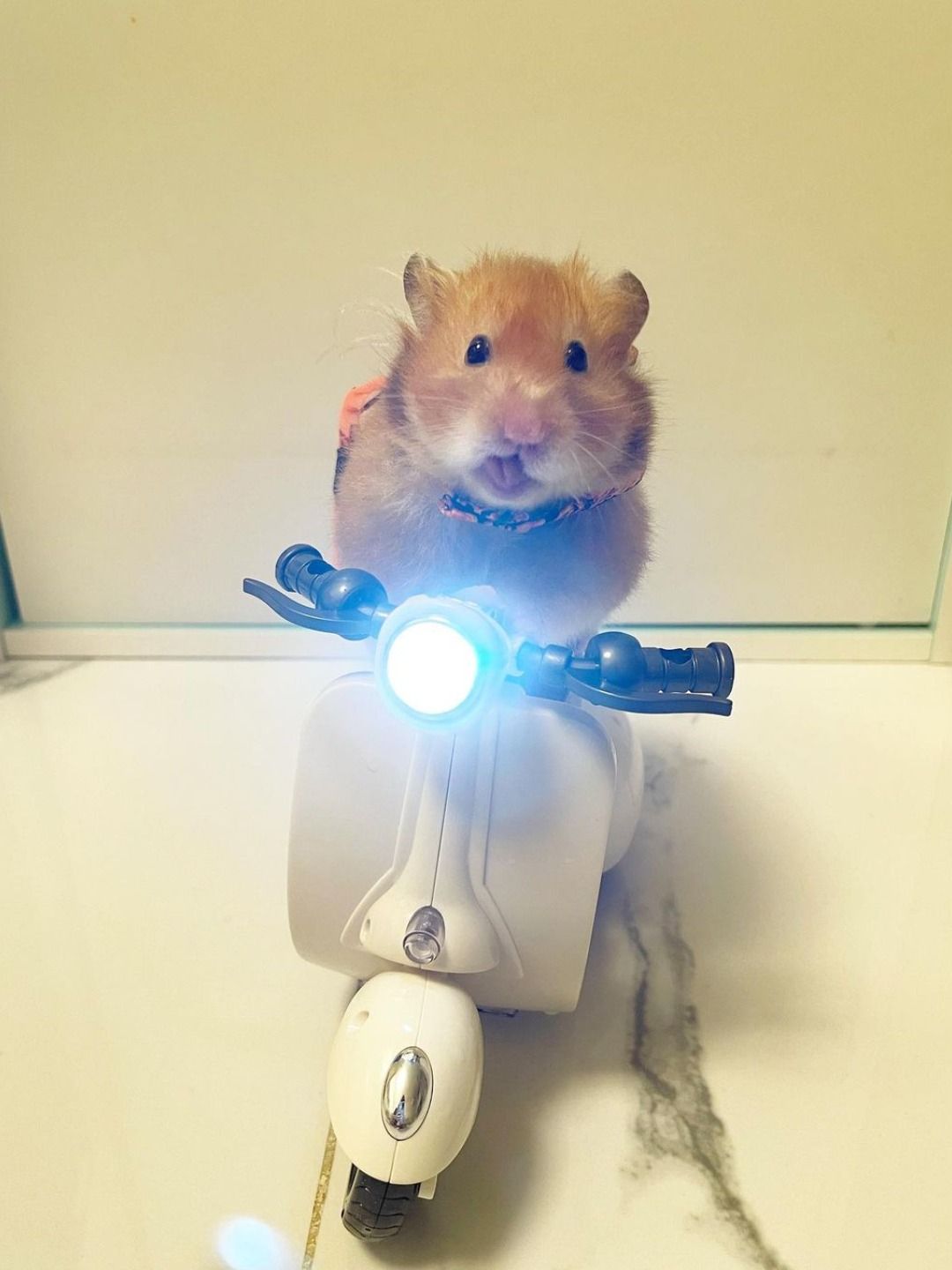 Chuột nhỏ đáng yêu đã góp phần làm kho meme thêm phong phú