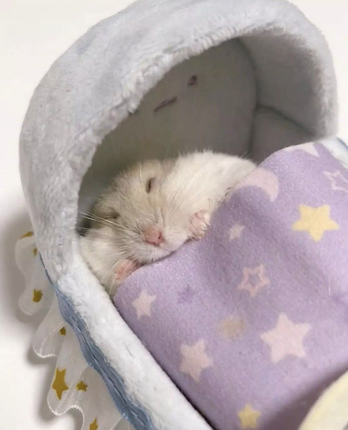 Chuột nhỏ đáng yêu đã trở thành nguồn ảnh chế cực hot trên mạng