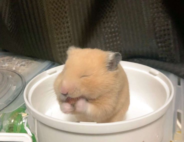 Chuột nhỏ dễ thương đã trở thành nguồn cảm hứng bất tận cho chế ảnh