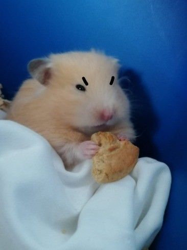 Chuột nhỏ dễ thương luôn được chọn làm ảnh chế trong nhiều tình huống