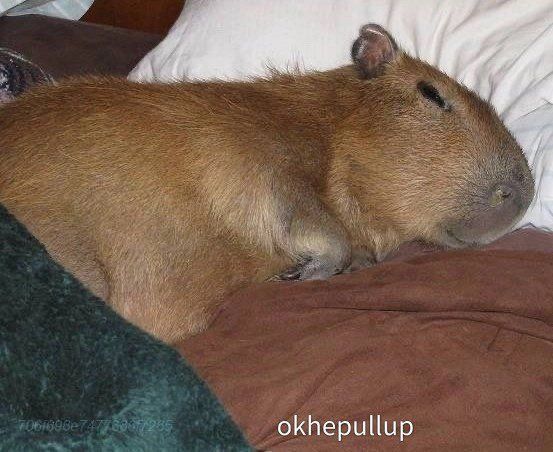Có những cơn đau capybara chẳng gọi tên được nữa