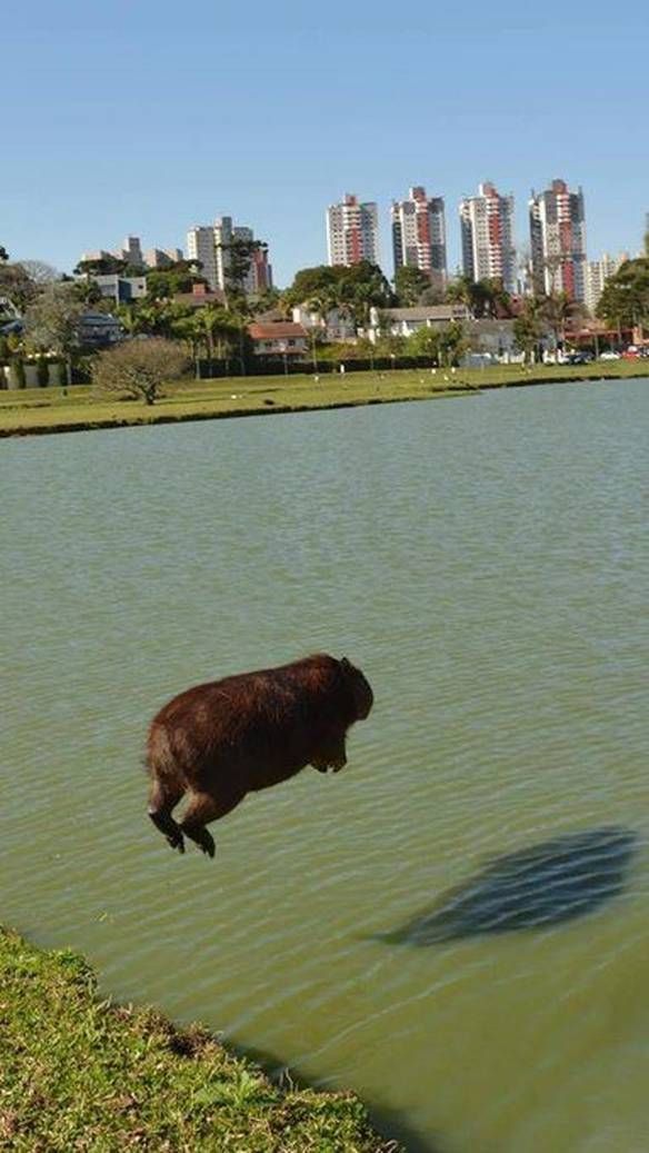 Có những đêm dài capybara chẳng nhớ nổi mình là ai