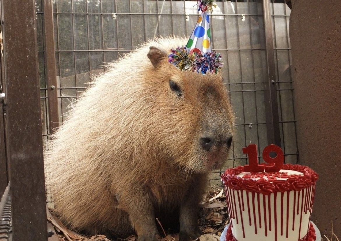 Có những ngày capybara sống như đã chết