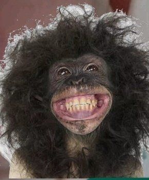 Con khỉ ngộ nghĩnh