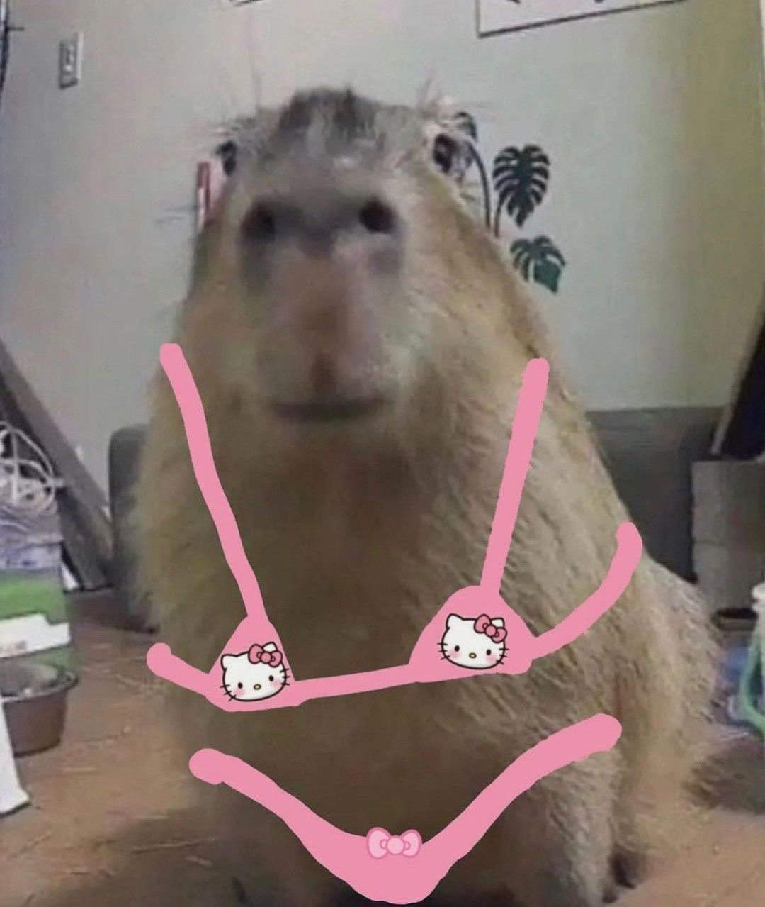 Cứ như capybara, mặc kệ drama thiên hạ