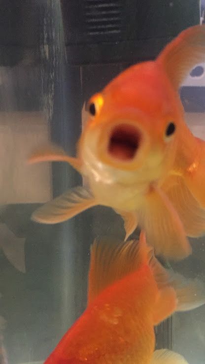 Cứ tưởng đang mơ nên phải nhéo thử cái đã