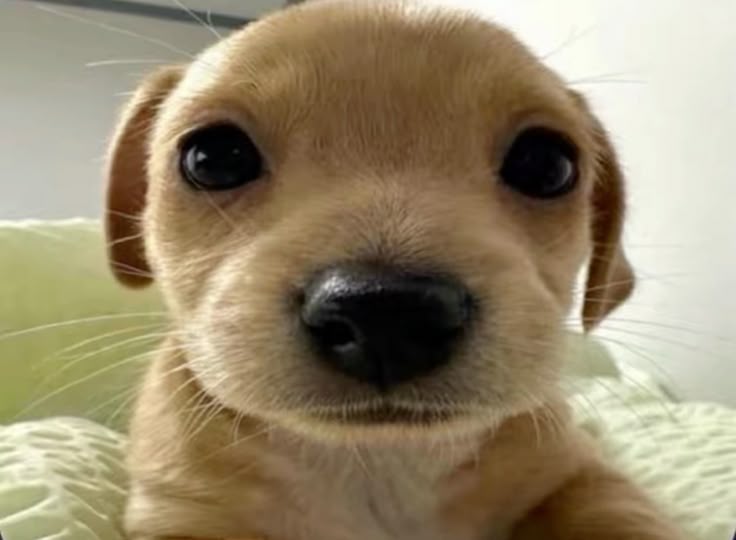 Cười cho dữ vô, rồi ngủ tiếp