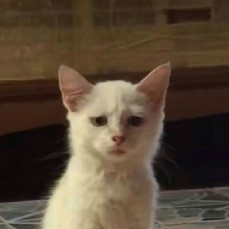 Cười xỉu với biểu cảm không thể giải thích nổi