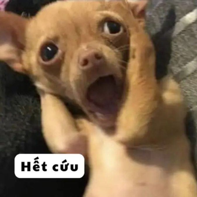 Dân mạng rối não vì quá mặn