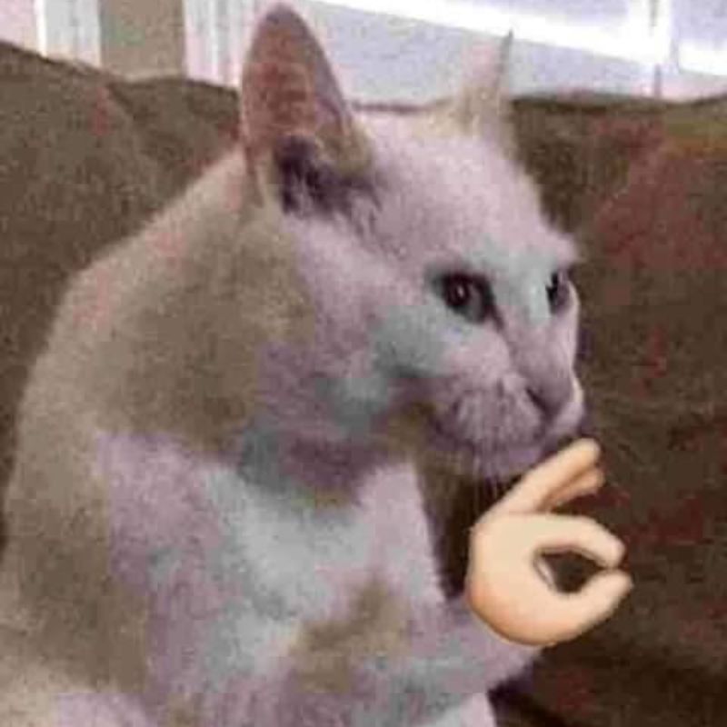 Đang buồn mà thấy mặt mèo là quên hết