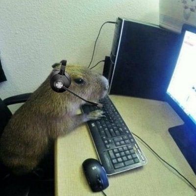 Đang họp hành căng thẳng, capybara thả tim