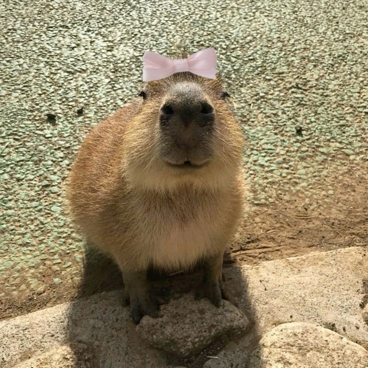 Định mệnh đã an bài: capybara là vibe