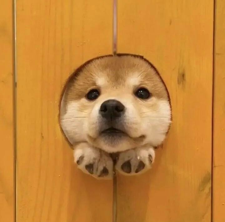 Đời chó có mấy lần được đi cà phê đâu