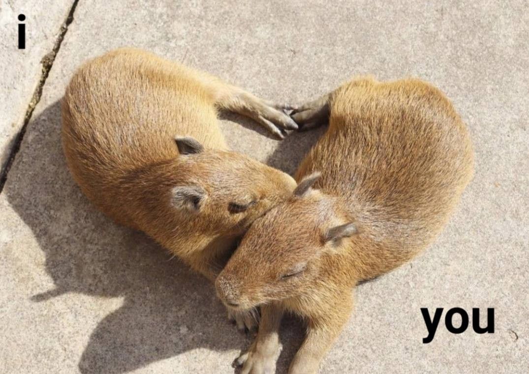 Đôi khi im lặng là cách capybara nói 