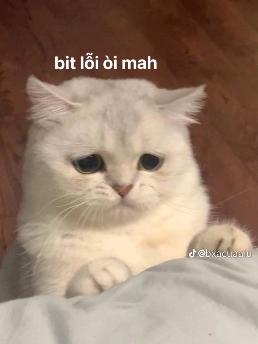 Đôi khi xin lỗi để yên chuyện chứ không vì sai