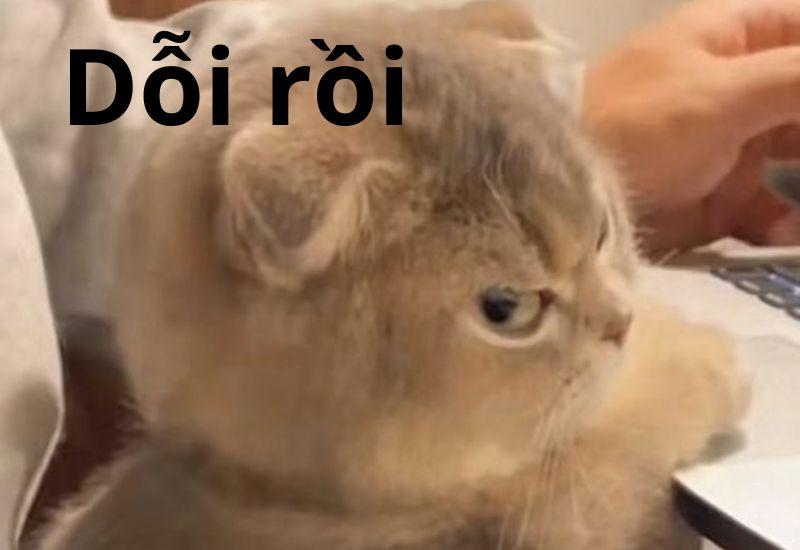 Meme dỗi cute