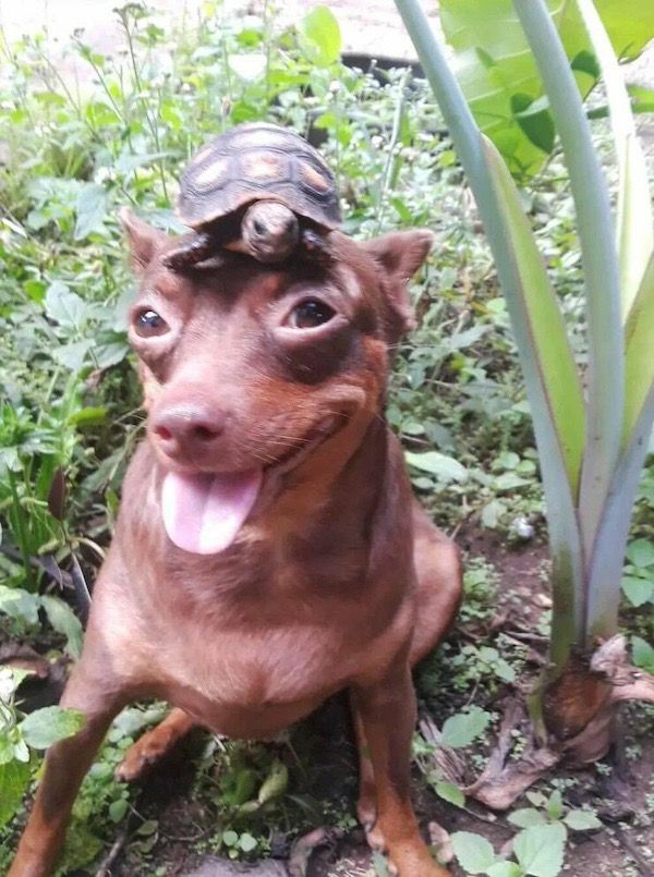 Đừng để bộ lông đánh lừa, tâm hồn rất nghệ