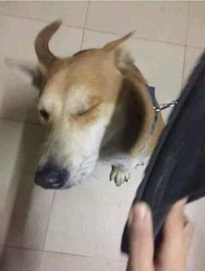 Đừng đùa, chiếc dép này có tiền án rồi