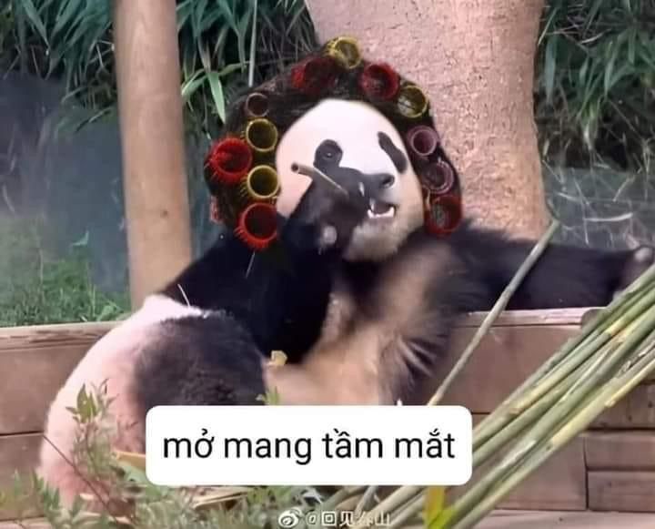 Đừng nói gấu trúc vô cảm, chỉ là ít biểu hiện