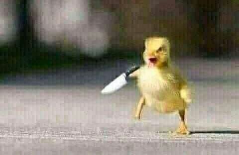 Em đâu có giận, chỉ là dao đang run