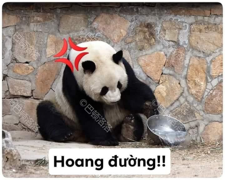 Gấu trúc hôm nay mệt tim vì nhớ người ta