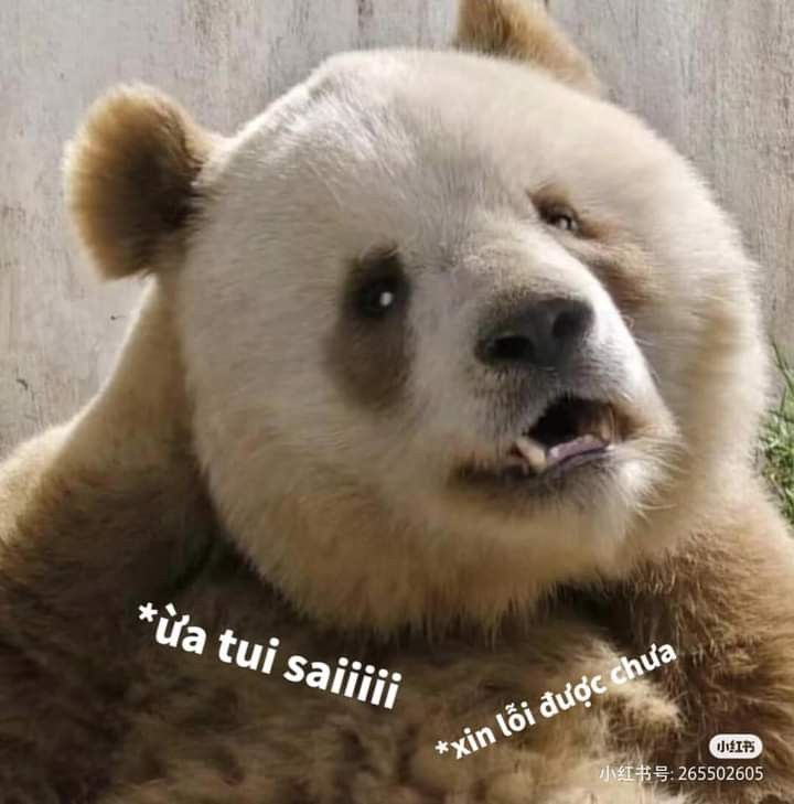 Gấu trúc không dễ dỗ, nhưng dễ... dụ ăn vặt