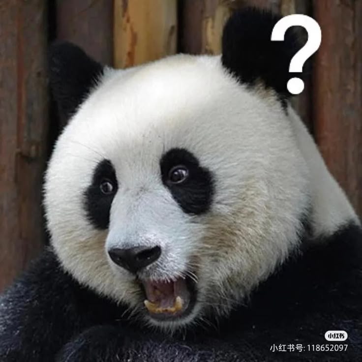 Gấu trúc không dỗi đâu, chỉ là không cần nữa