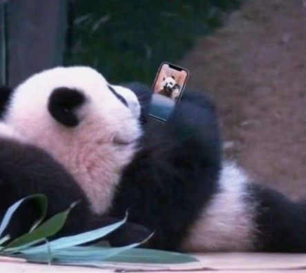 Gấu trúc không thích bon chen, chỉ thích bánh ngọt