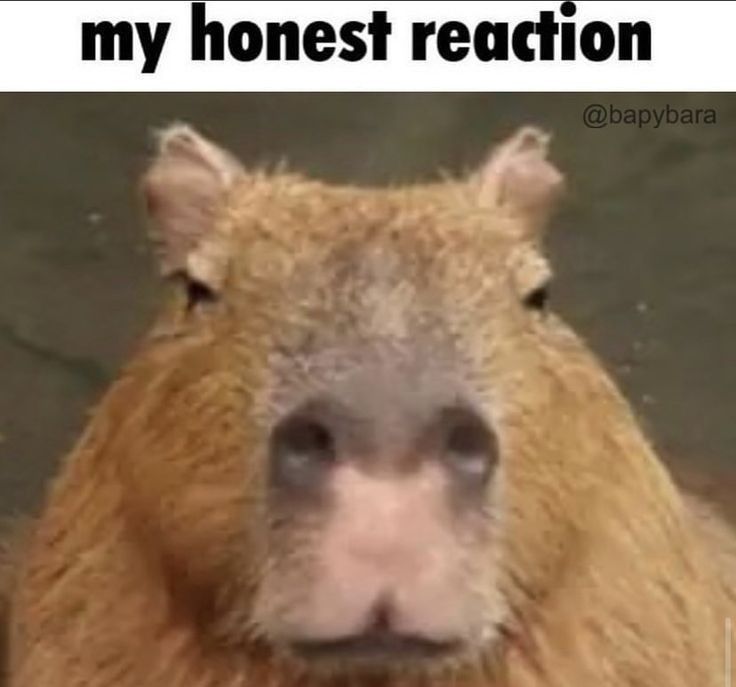 Giữa dòng đời, capybara chọn im lặng