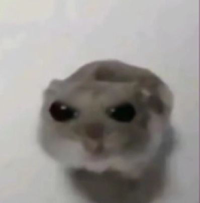 Hamster cute đã để lại nhiều ấn tượng trong lòng cộng đồng mạng